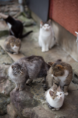 Illustration for article titled The Perfect Beauty of Cat Island